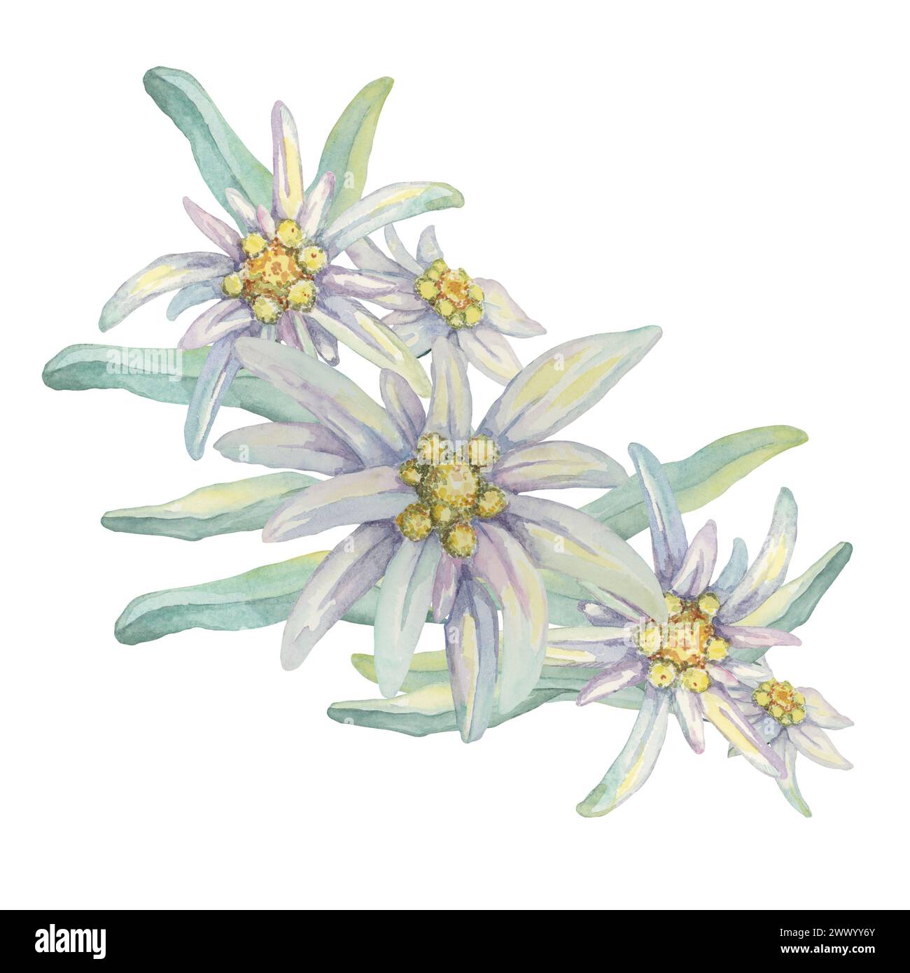 Set clipart Edelweiss. Illustrazione ad acquerello di fiori selvatici e foglie. Leontopodium nivale opera d'arte disegnata a mano isolata su sfondo bianco. Design per la stampa, biglietti, abbigliamento, adesivi, wall art Foto Stock