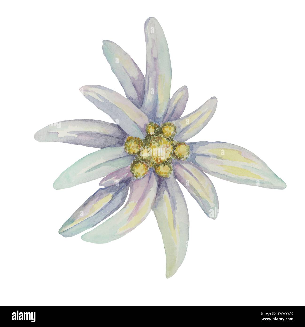 Set clipart Edelweiss. Illustrazione ad acquerello di un fiore bianco alpino. Leontopodium nivale opera d'arte disegnata a mano isolata su sfondo bianco. Design per la stampa, biglietti, abbigliamento, adesivi, wall art Foto Stock