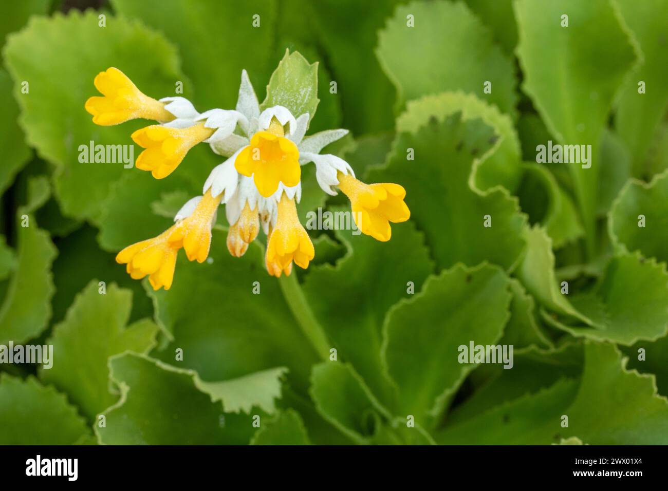 Impressionante Primula palinuri, Palinuro auricula. Primo piano naturale, ritratto di piante fiorite, Springtime. Accattivante, sorprendente, mozzafiato, avvincente, Foto Stock
