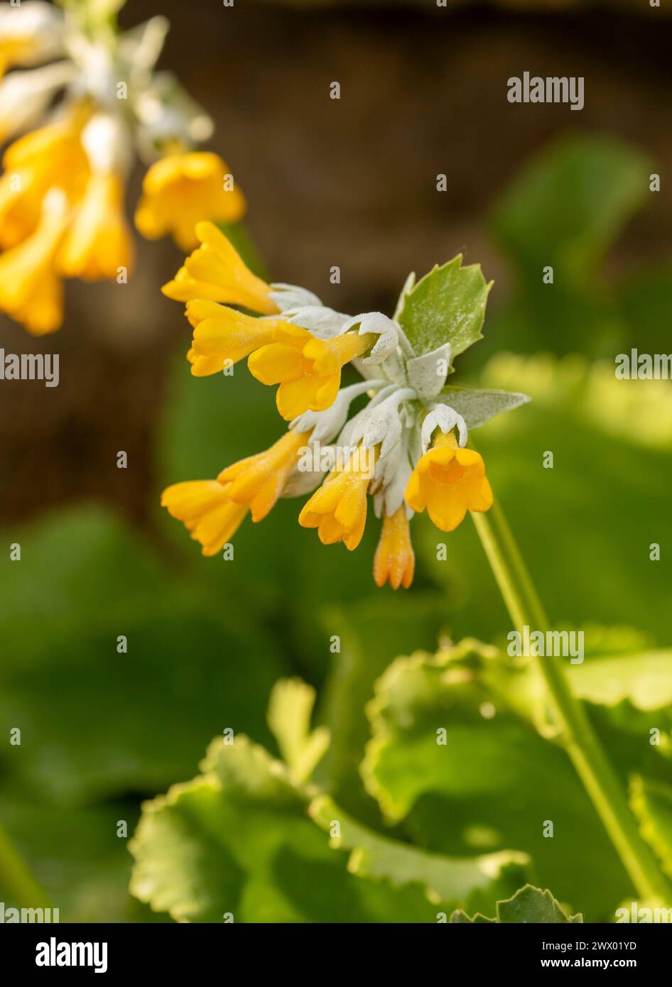 Impressionante Primula palinuri, Palinuro auricula. Primo piano naturale, ritratto di piante fiorite, Springtime. Accattivante, sorprendente, mozzafiato, avvincente, Foto Stock