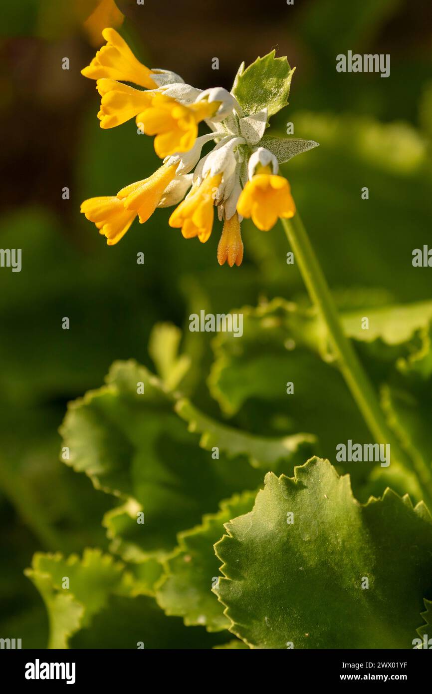 Impressionante Primula palinuri, Palinuro auricula. Primo piano naturale, ritratto di piante fiorite, Springtime. Accattivante, sorprendente, mozzafiato, avvincente, Foto Stock