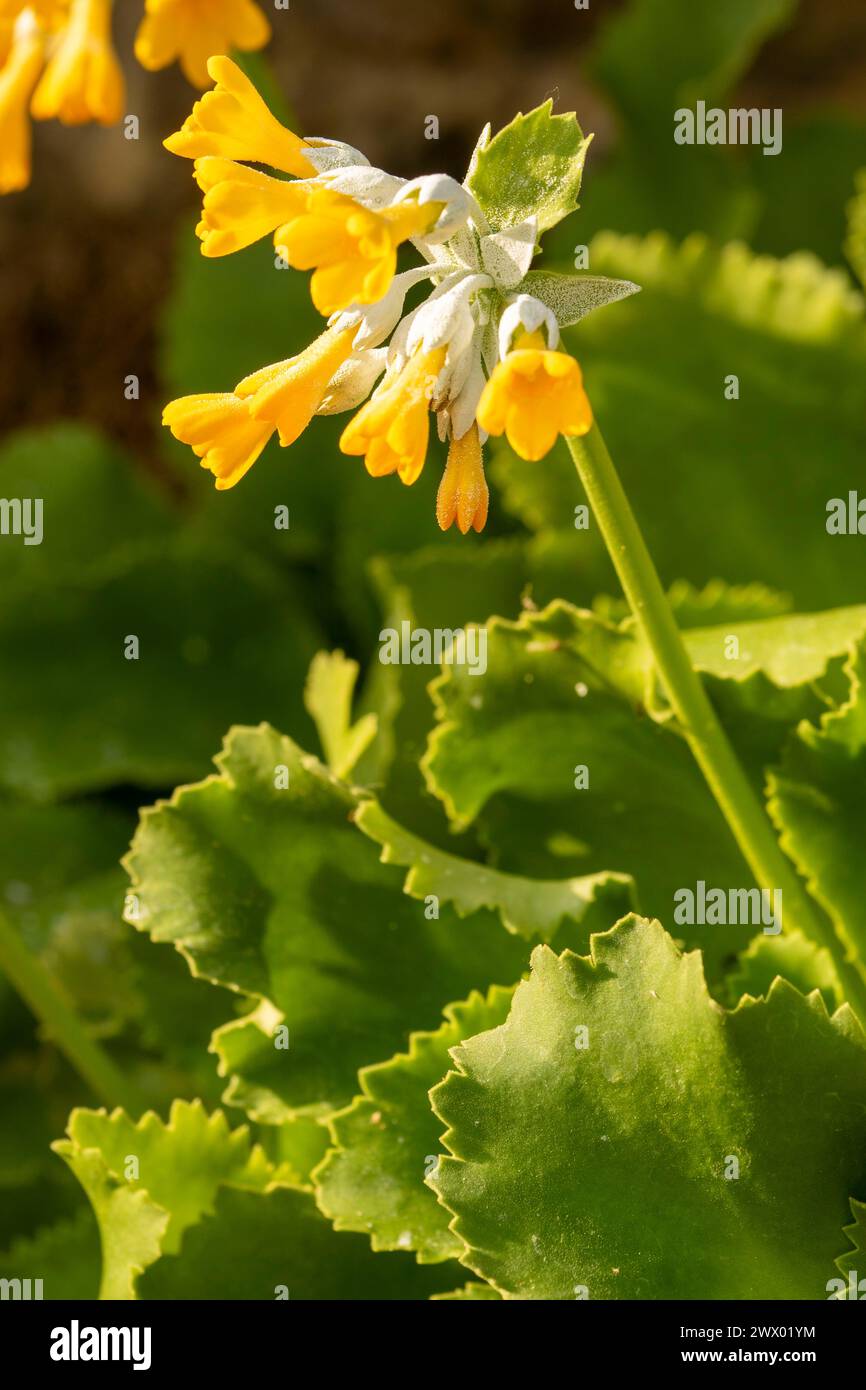 Impressionante Primula palinuri, Palinuro auricula. Primo piano naturale, ritratto di piante fiorite, Springtime. Accattivante, sorprendente, mozzafiato, avvincente, Foto Stock