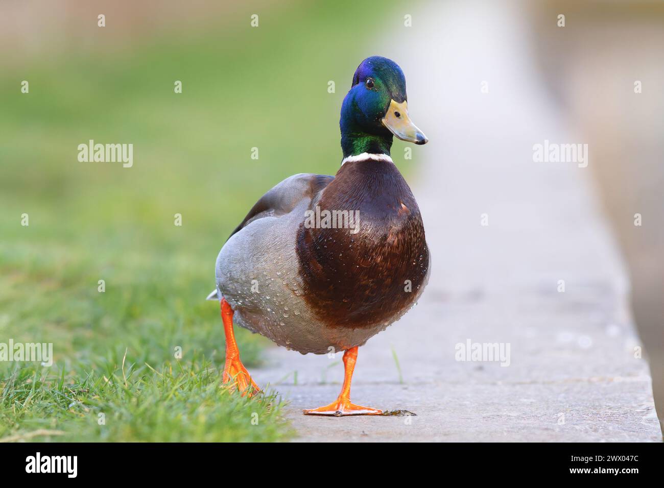 Divertente e informale drake che cammina verso la fotocamera (Anas platyrhynchos) Foto Stock