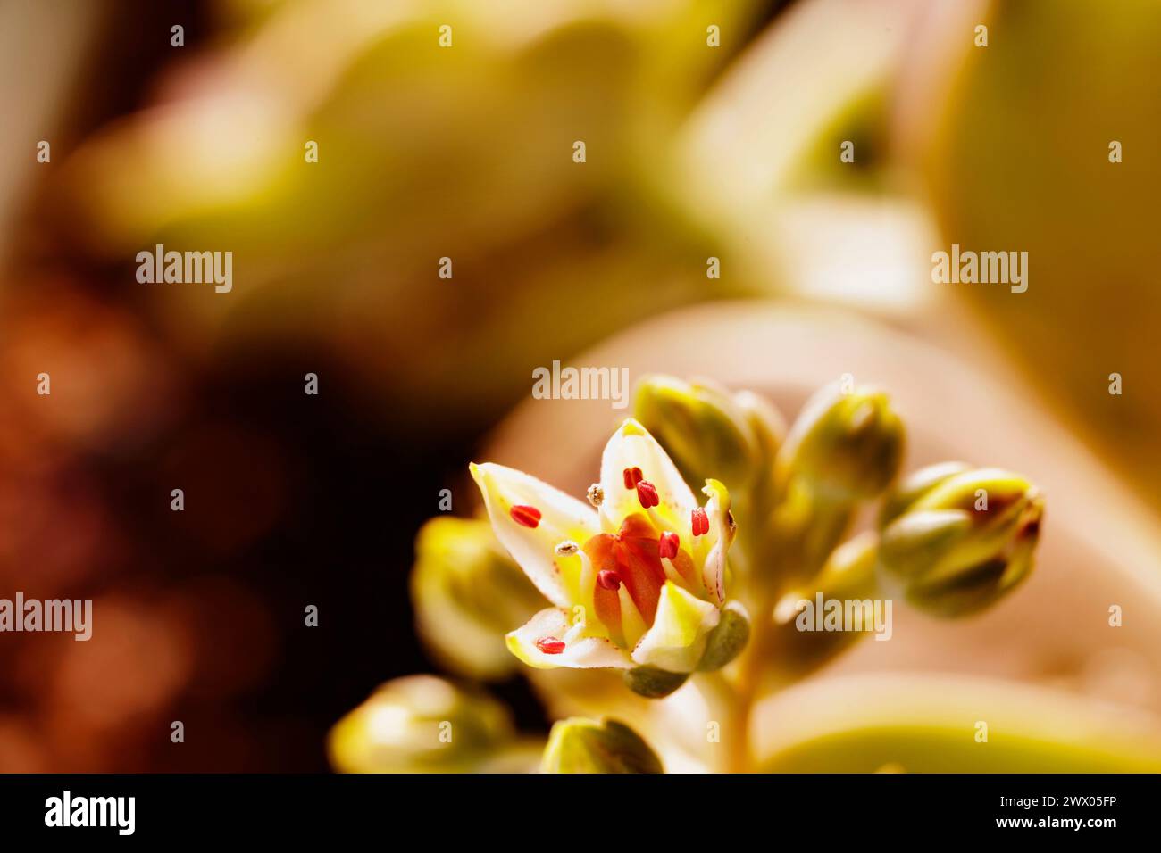 Particolare della pianta succulenta graptopetalum comune denominata pianta fantasma o madreperla con piccoli fiori, Foto Stock