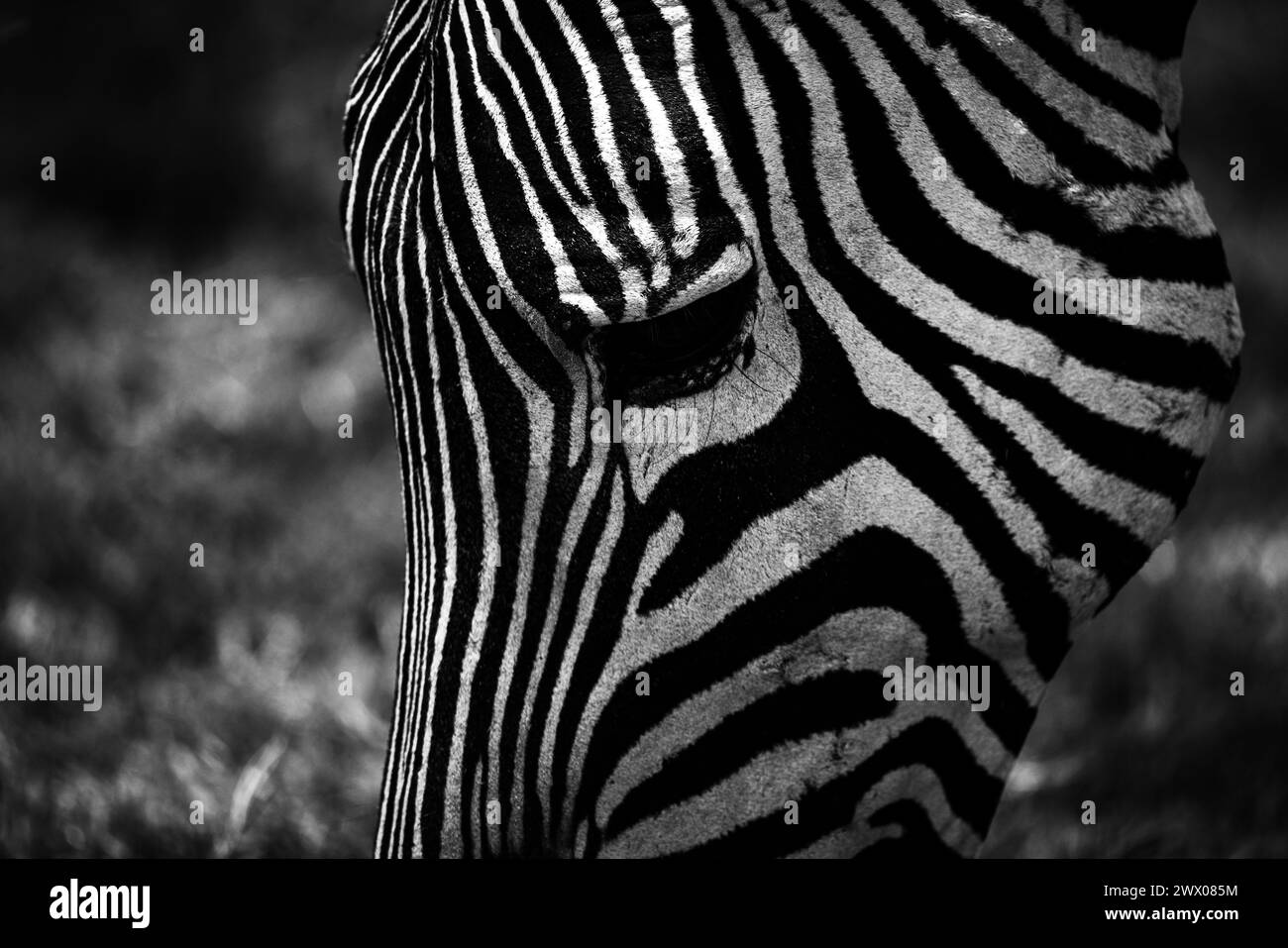 Zebra sul lago naivasha parco erba in kenya Foto Stock