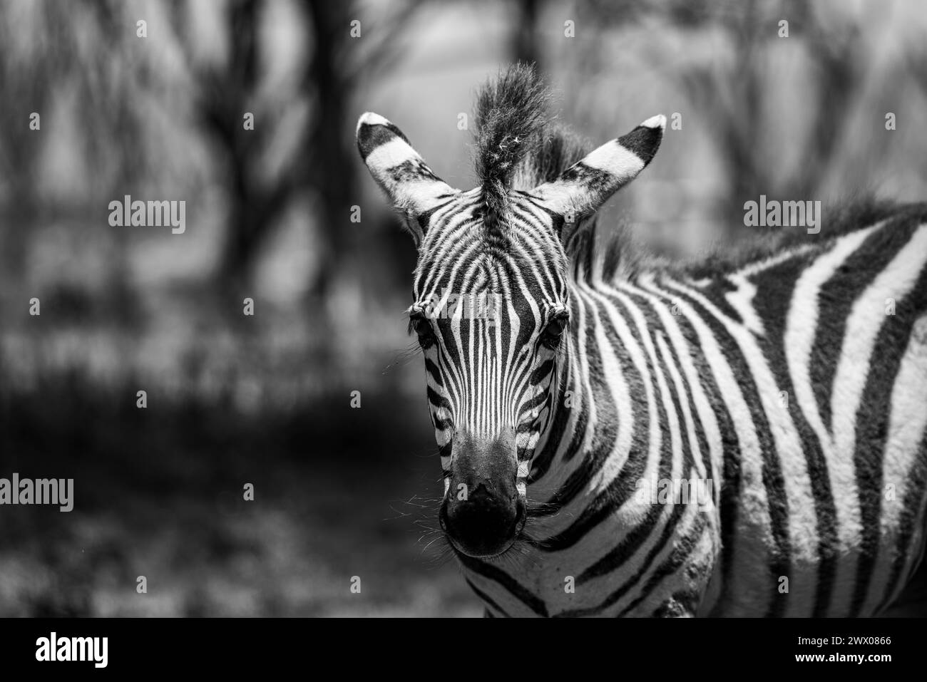 Zebra sul lago naivasha parco erba in kenya Foto Stock