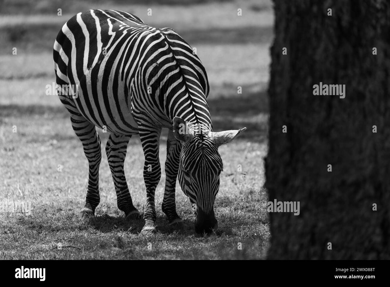 Zebra sul lago naivasha parco erba in kenya Foto Stock