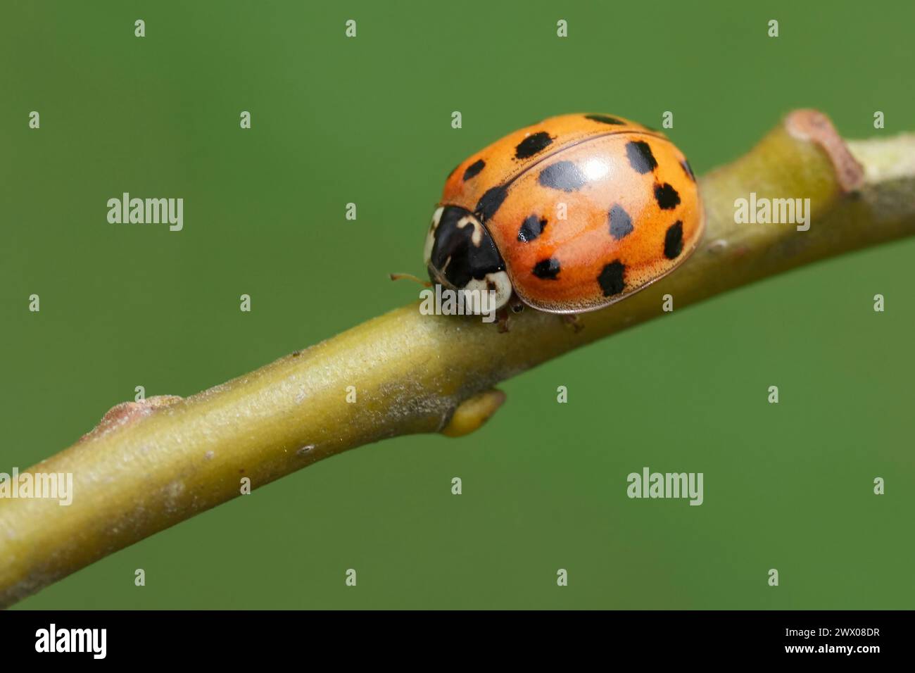 Primo piano dettagliato su un ladybeetle asiatico predatorio, Harmonia axyridis su un ramoscello Foto Stock
