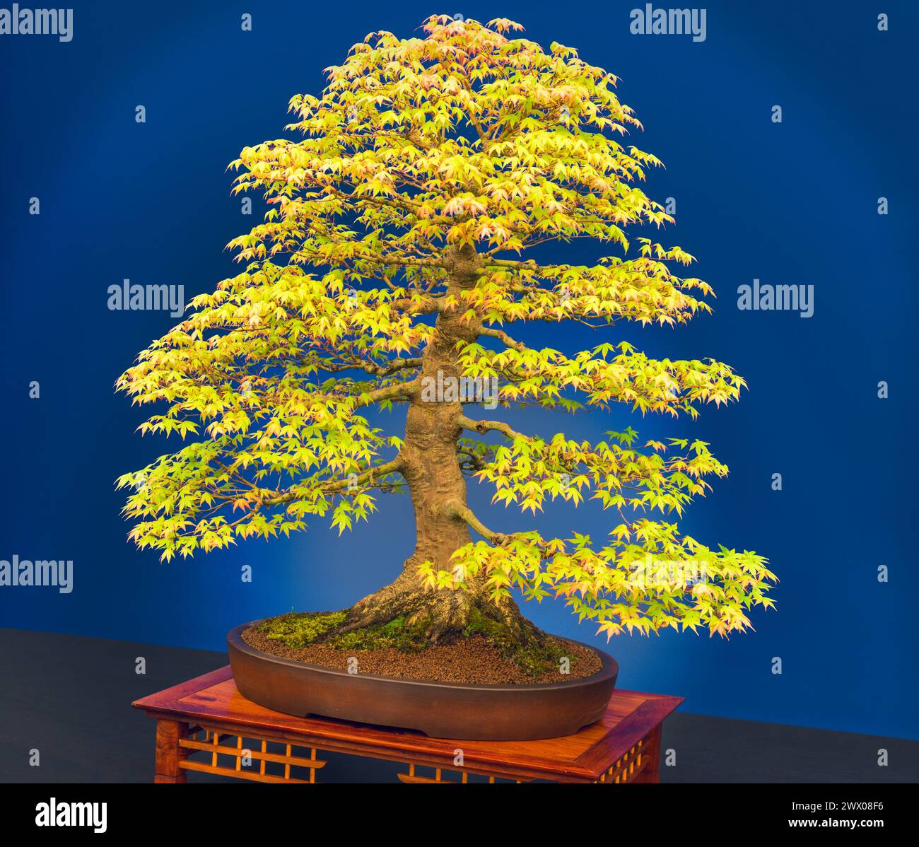 Palmatum acer maturo sapientemente coltivato, albero bonsai giapponese in acero in mostra alla fiera dei fiori di Chelsea. Foto Stock