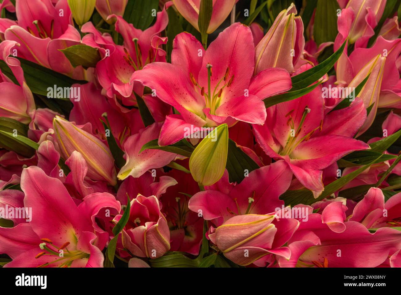 Bellissimi gigli color rosa chiamati Lilium "Praiano" Foto Stock