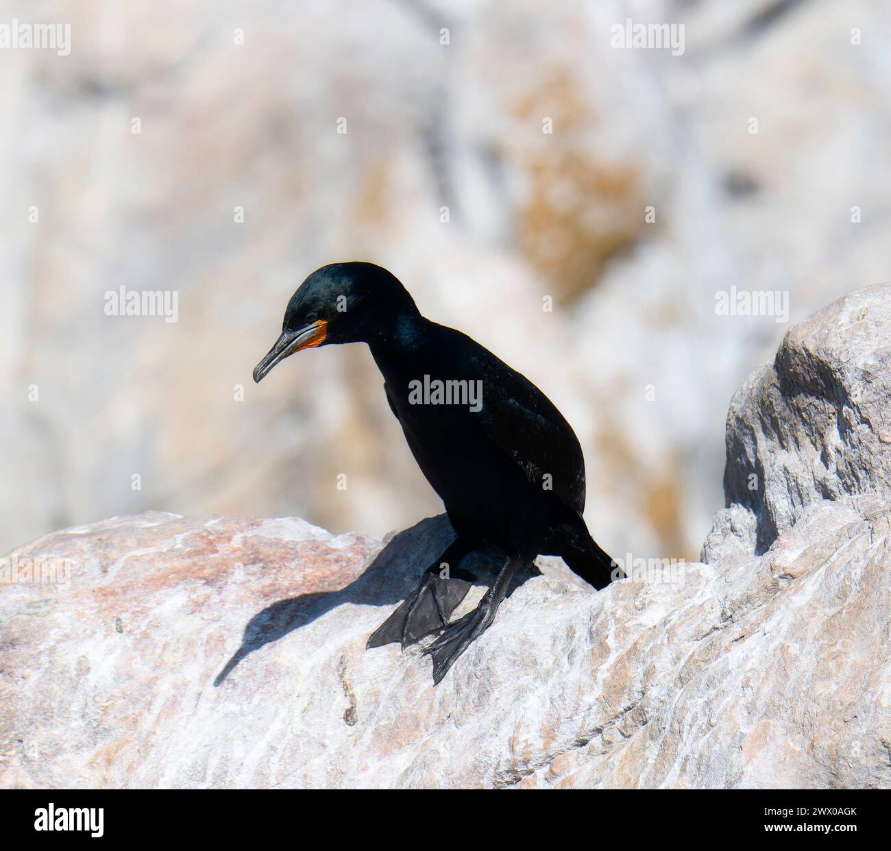 Un Capo Cormorano, Phalacrocorax capensis, è arroccato sulla cima di una roccia, guardando in lontananza. In Sud Africa. Foto Stock