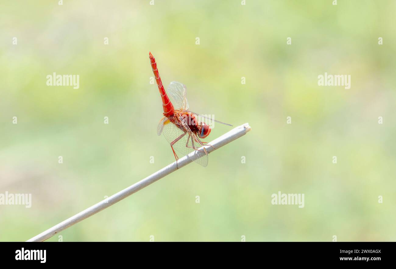 Un'ampia dragonfly scarlatta Crocothemis erythraea in Sud Africa si trova sulla cima di un bastone bianco. Gli insetti le ali intricate contrastano con il clea Foto Stock