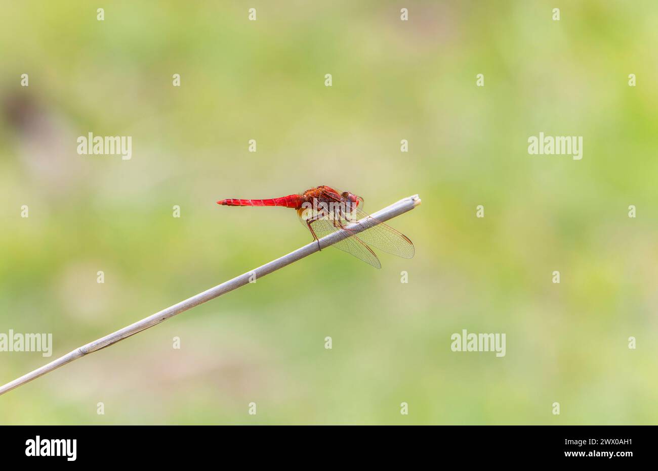 Un'ampia libellula rossa scarlatto Crocothemis erythraea in Sudafrica è arroccata su un bastone. Le ali dei dragonflys sono delicatamente sparse. Foto Stock