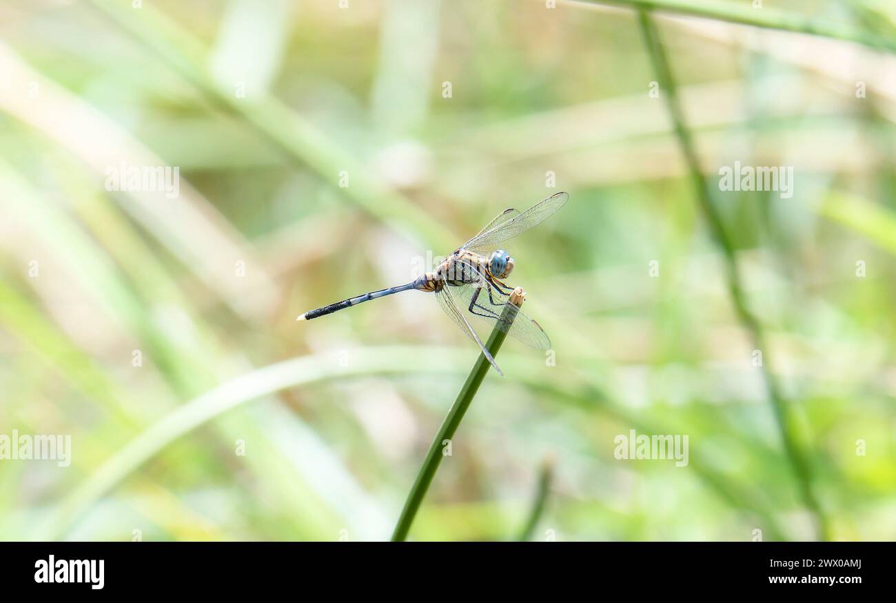 Un audace schimmer, la libellula Orthetrum stemmale in Sud Africa è arroccata su una lama d'erba, con le ali allungate. Foto Stock