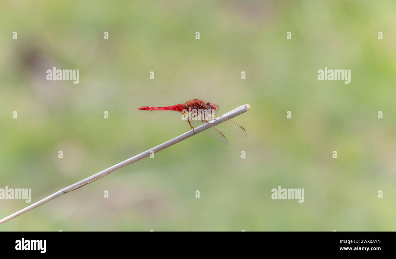 Un'ampia dragonfly scarlatta Crocothemis erythraea in Sud Africa si trova in cima a un bastone nel suo habitat naturale. Foto Stock