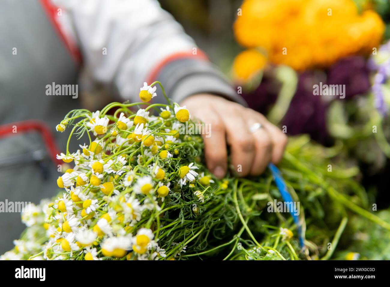 primo piano di fiori di camomilla nelle mani di una persona irriconoscibile in una bancarella del mercato Foto Stock