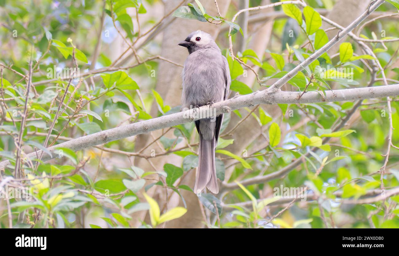 Una variante orientale, grigia e bianca dell'Ashy drongo (Dicrurus leucophaeus) arroccato su un ramo di un albero a Pattaya, Thailandia Foto Stock