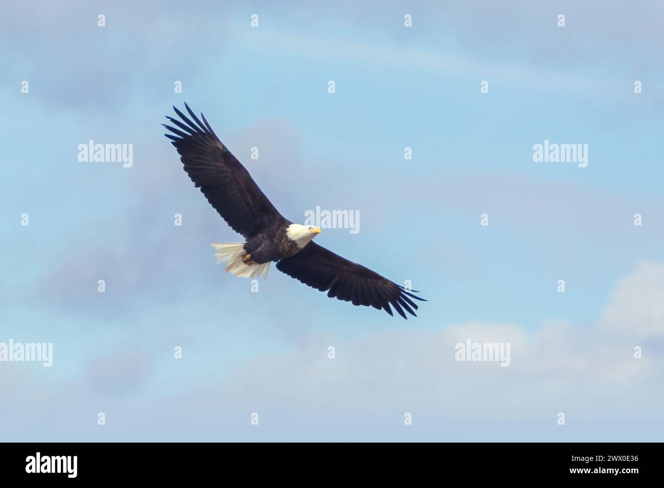 Aquila calva in volo con cielo blu e nuvole sullo sfondo Foto Stock