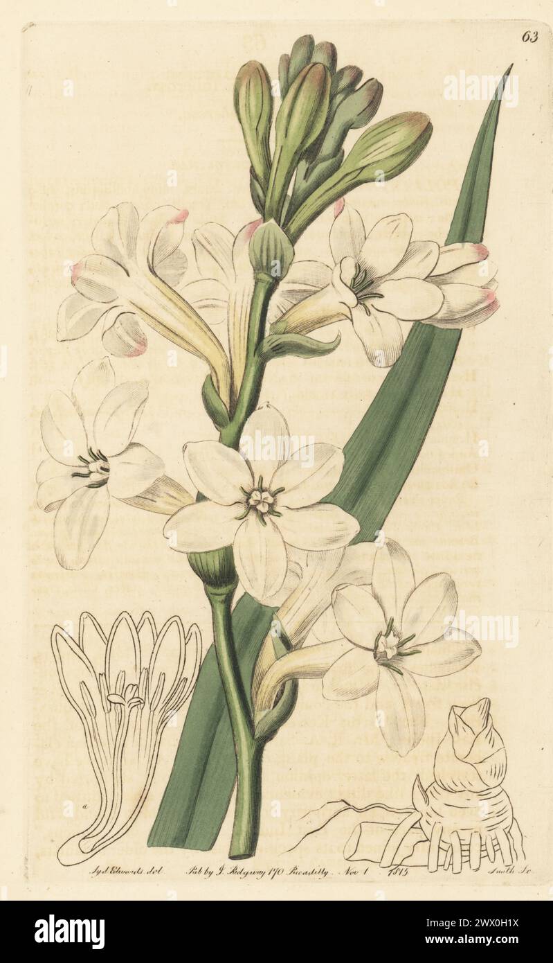 Tuberose, Agave amica. Tuberosa comune, Polianthes tuberosa. Originario del Messico, importato da magazzini italiani. Incisione a mano su lastra di rame di P.W. Smith dopo un'illustrazione botanica di Sydenham Edwards dal suo Botanical Register, J. Ridgeway, Londra, 1815. Foto Stock