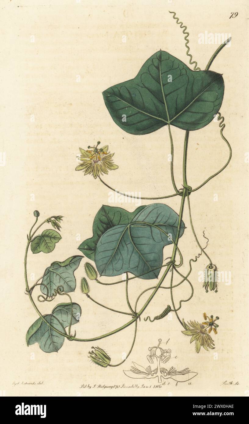 Fiore di passione giallo, Passiflora lutea. Originaria degli Stati Uniti orientali, introdotta da Mark Catesby, esemplare fornito da Lady Aylesford dal suo giardino a Stanmore. Incisione a mano su lastra di rame di P.W. Smith dopo un'illustrazione botanica di Sydenham Edwards dal suo Botanical Register, J. Ridgeway, Londra, 1815. Foto Stock