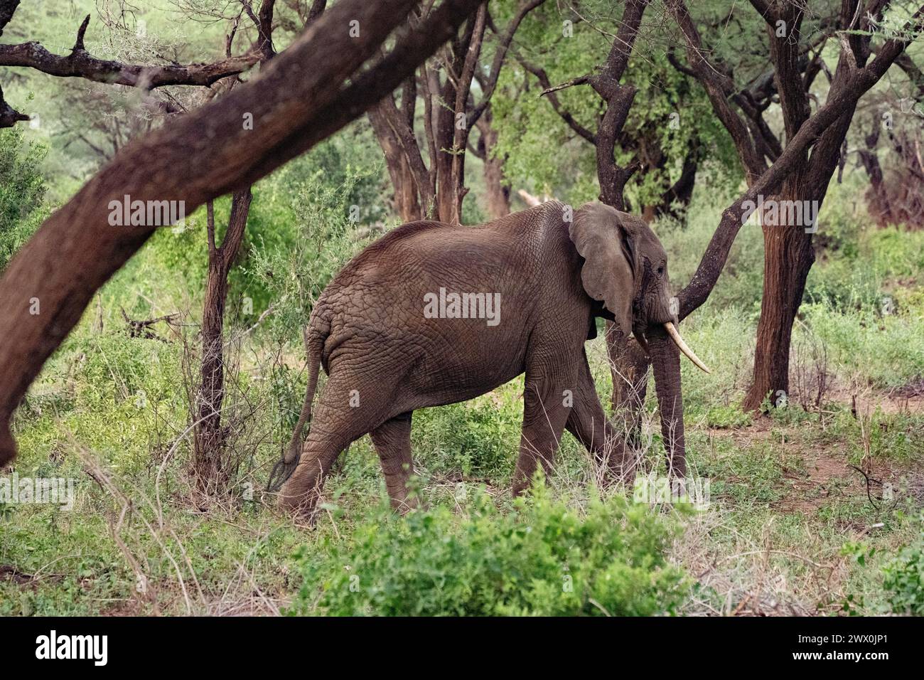 Gli elefanti africani Foto Stock