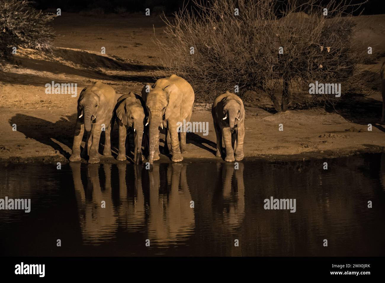 Elefanti africani - elefante che beve di notte nel pozzo d'acqua Foto Stock