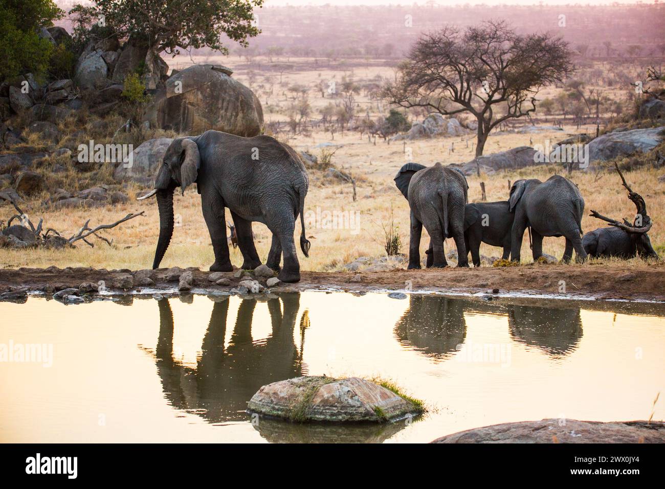 Gli elefanti africani Foto Stock