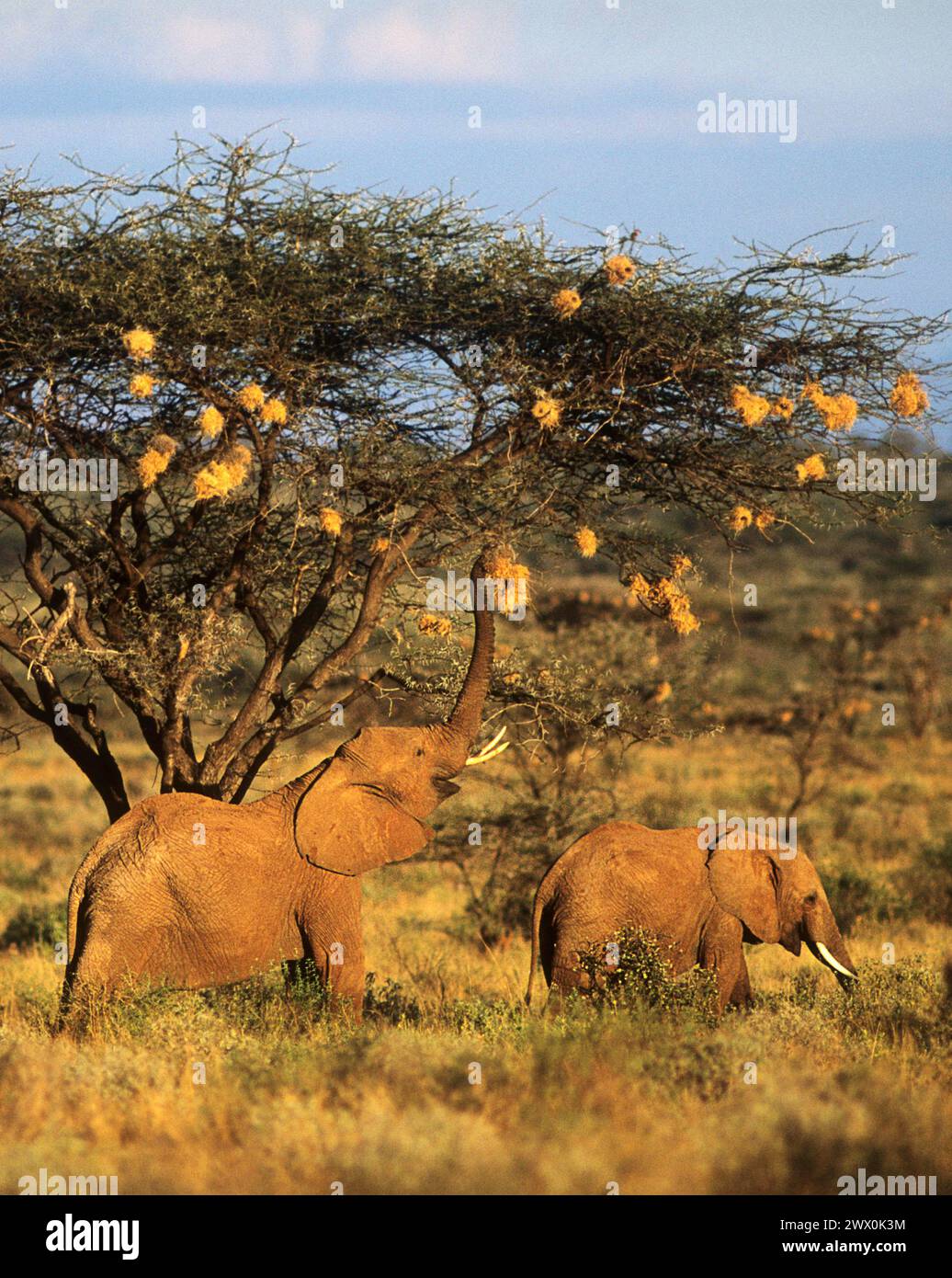 Elefanti africani che mangiano nido tessitore da un albero di acacia. Parco nazionale di Samburu in Kenya Foto Stock