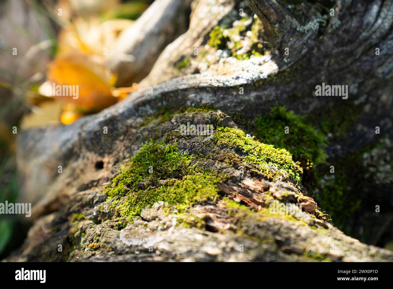 Sole e ombre sulla corteccia di alberi mossy Foto Stock