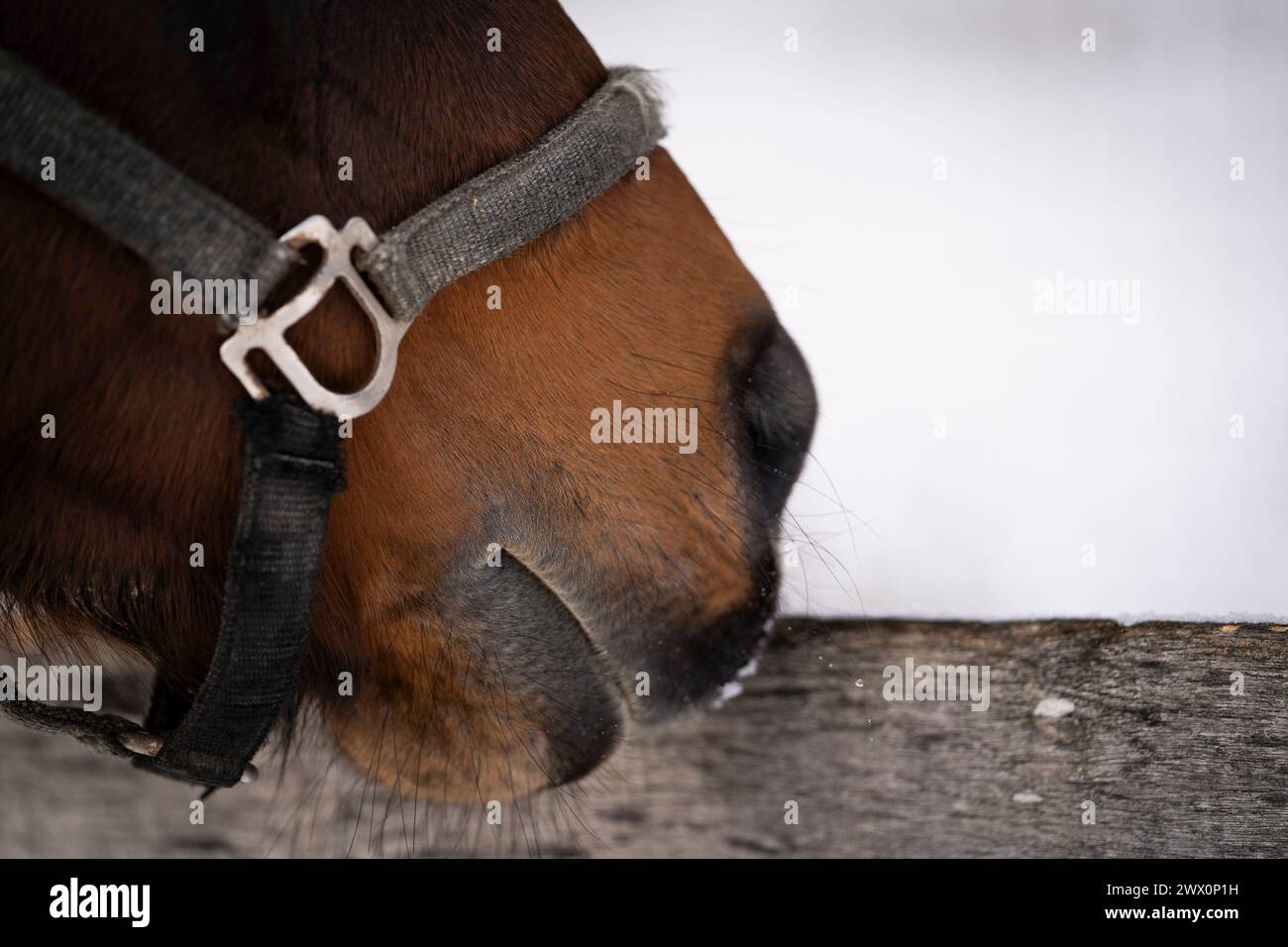 Primo piano della museruola di un cavallo di baia di fronte a una bacheca e neve bianca Foto Stock