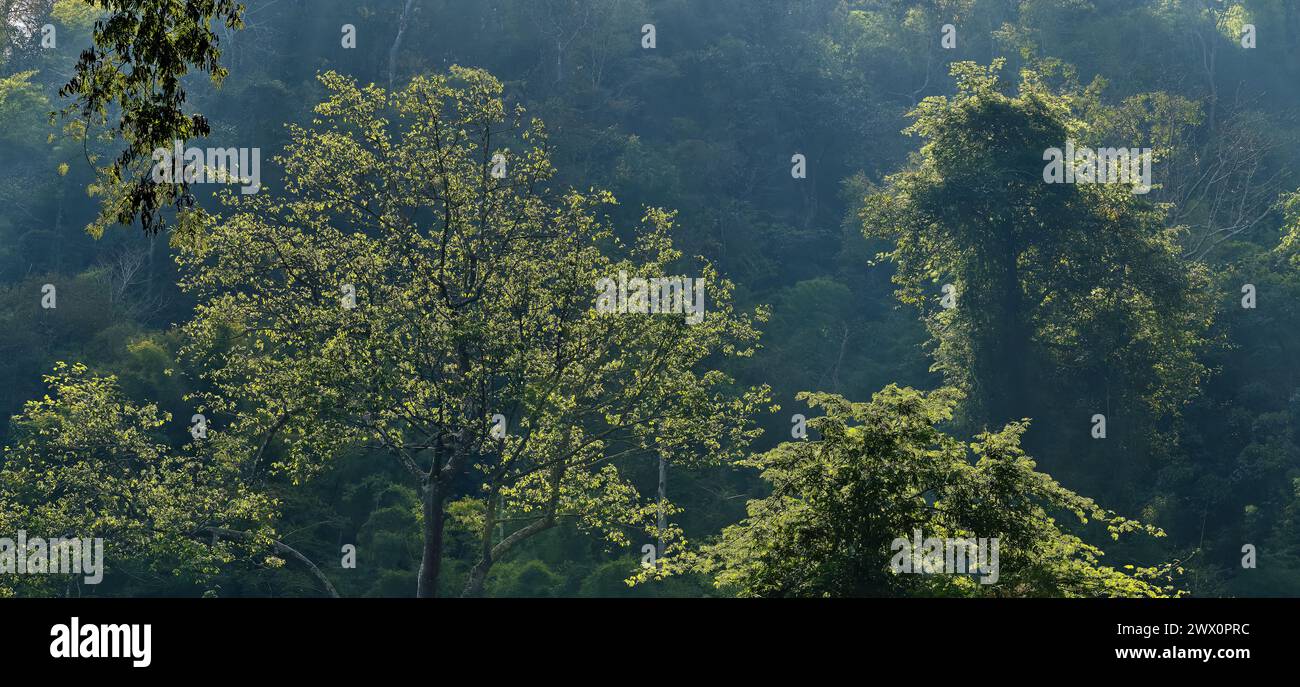 Alberi retroilluminati nella vegetazione della giungla nella valle sotto Wat Tham Pha Plong, Chiang Dao, Chiang mai, Thailandia settentrionale Foto Stock