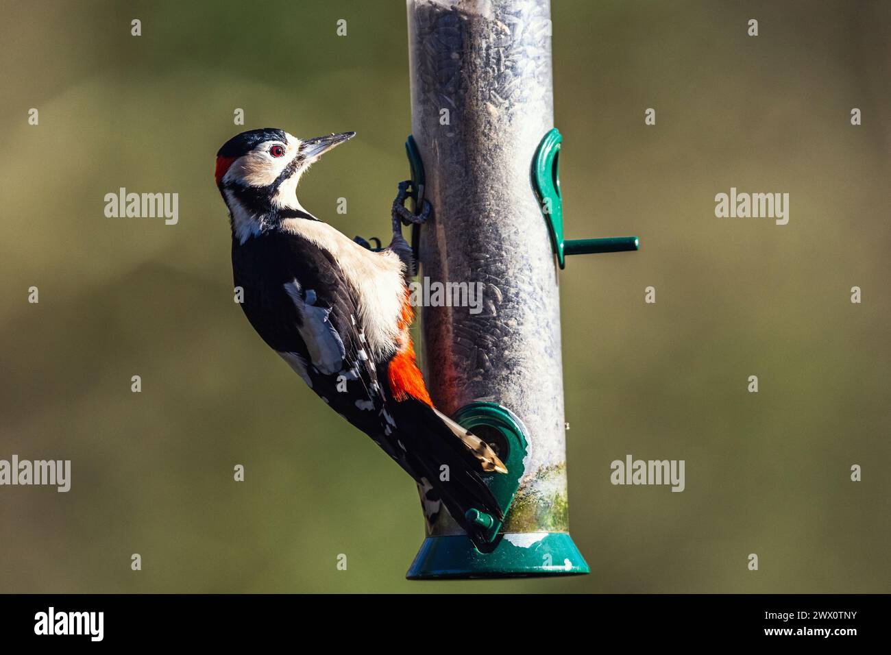 Maschio di grande picchio maculato, Dendrocopos maggiore, uccello sul canale di alimentazione nella foresta in inverno Foto Stock