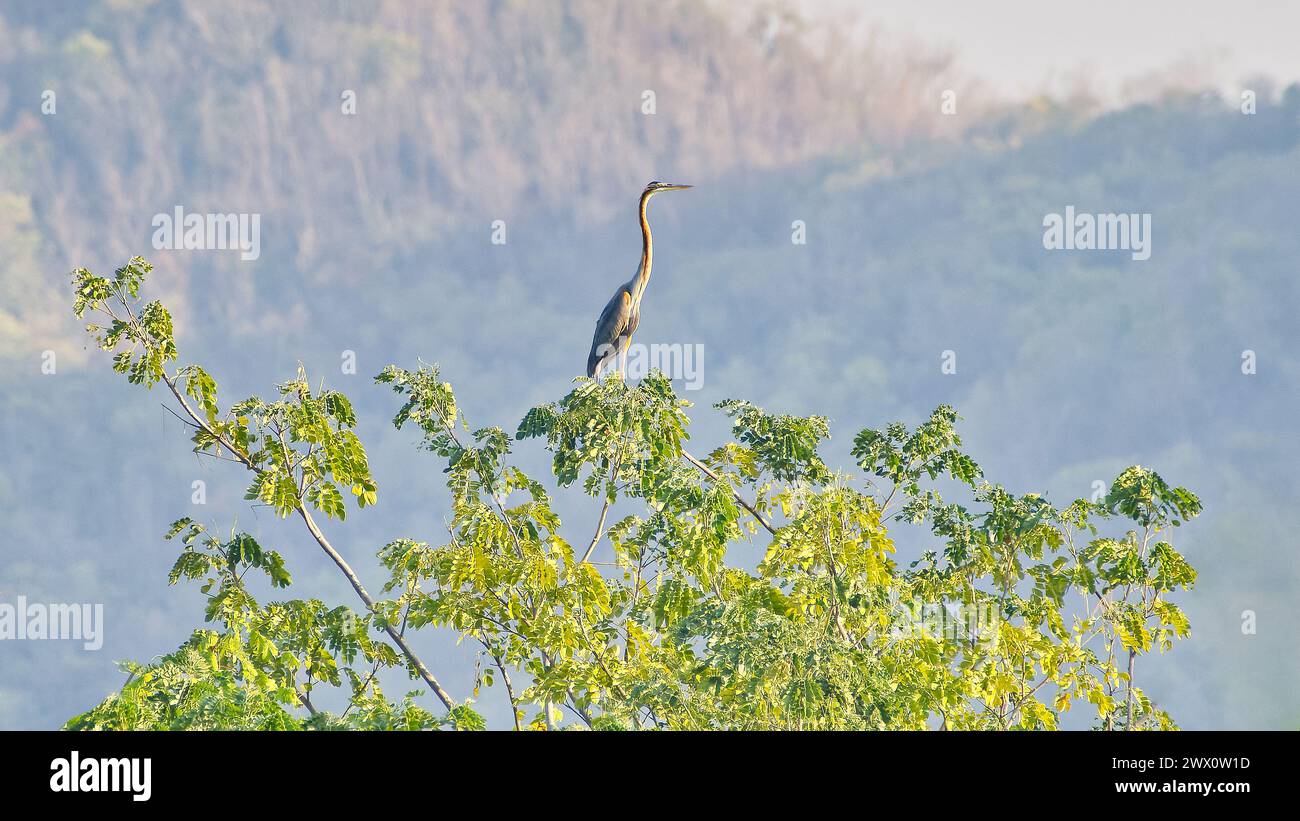 Un airone arroccato in cima ad un albero alla luce del mattino in Thailandia. Foto Stock