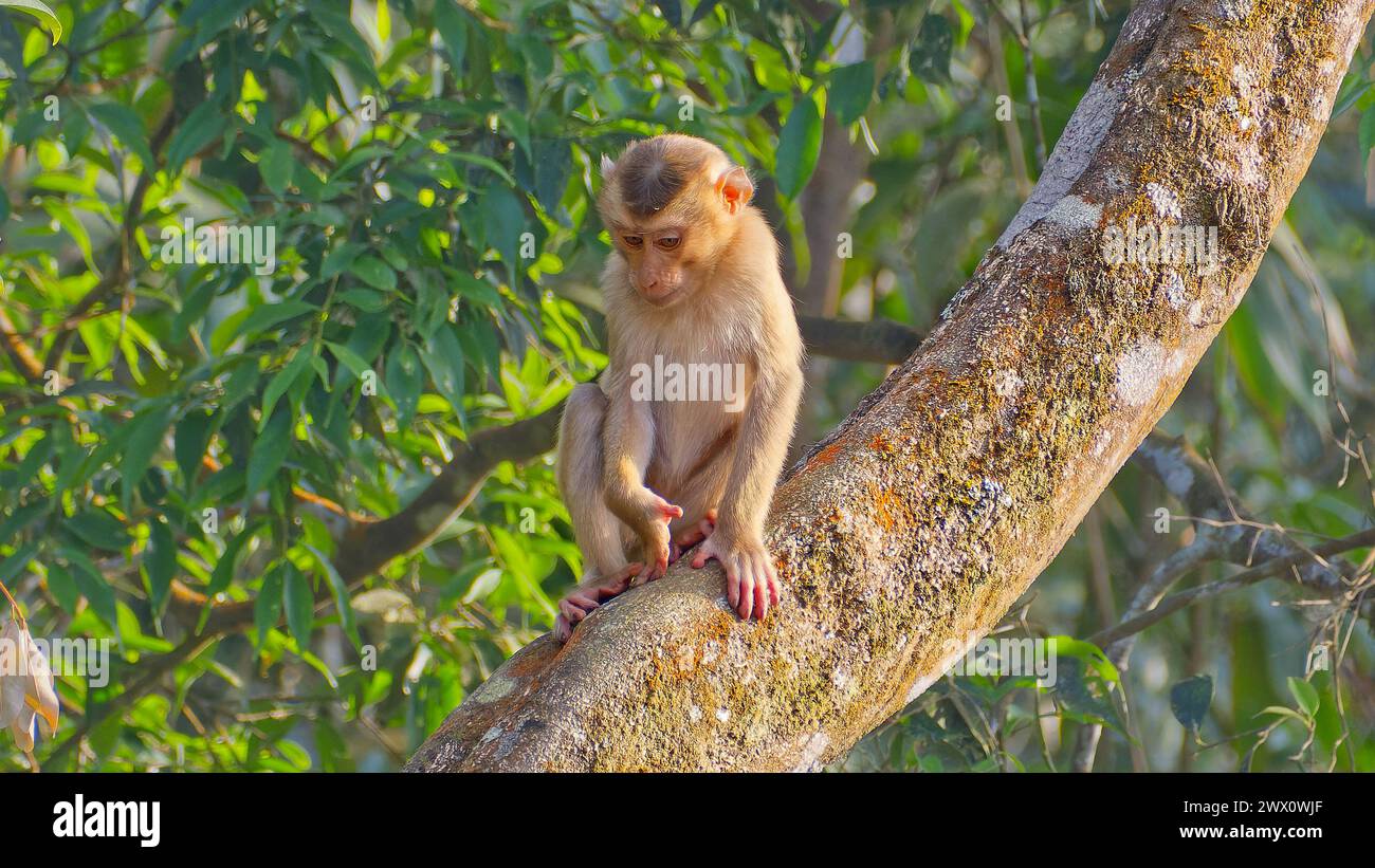 Singolo macaco immaturo dalla coda di maiale del Nord (Macaca leonina) su un albero nel parco nazionale di Khao Yai in Thailandia Foto Stock