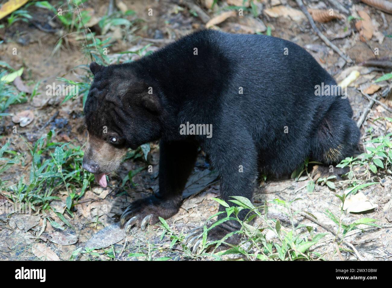 L'orso solare malese è l'orso più piccolo del mondo. Foto Stock
