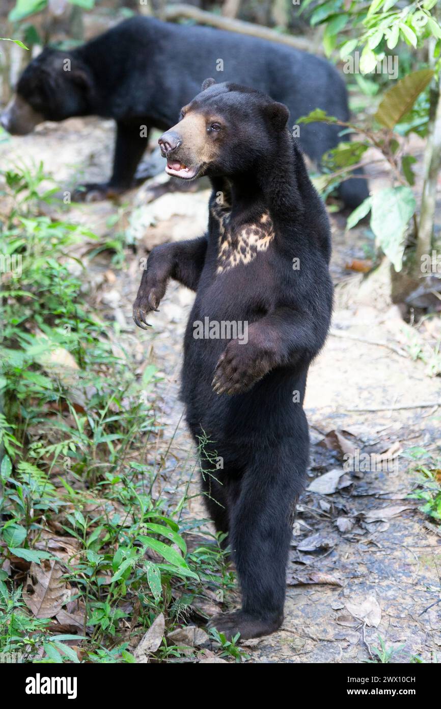 L'orso solare malese è l'orso più piccolo del mondo. Foto Stock