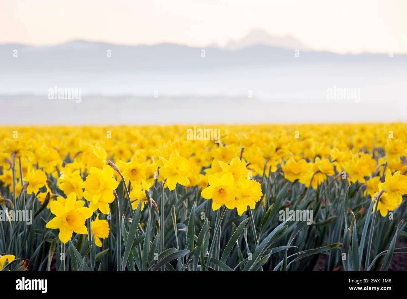 WA24728-00....WASHINGTON - Daffodil Field nella Skagit Valley. Foto Stock
