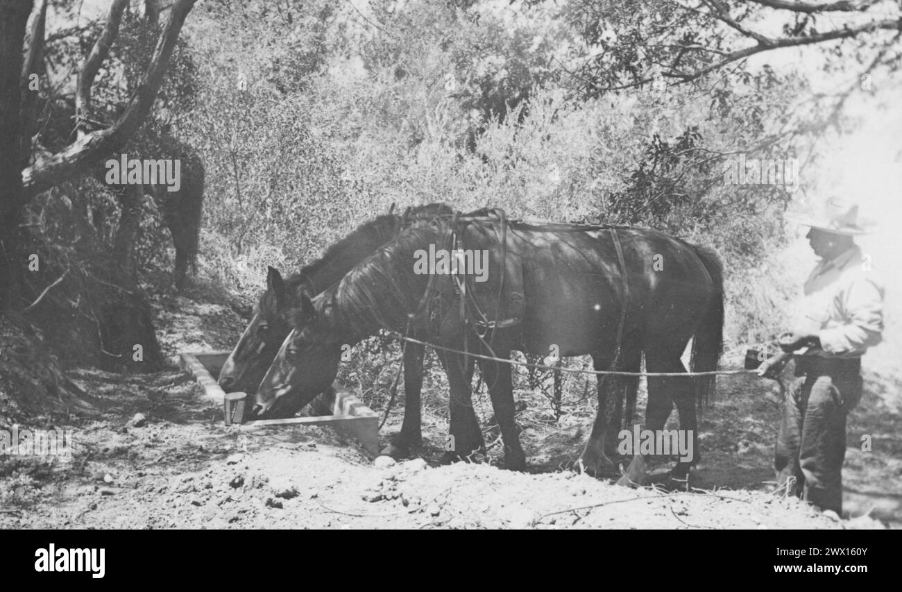 Pala Band of Mission Indians: Fotografia di cavalli che bevono da una Stock Trough CA. 1936-1942 Foto Stock