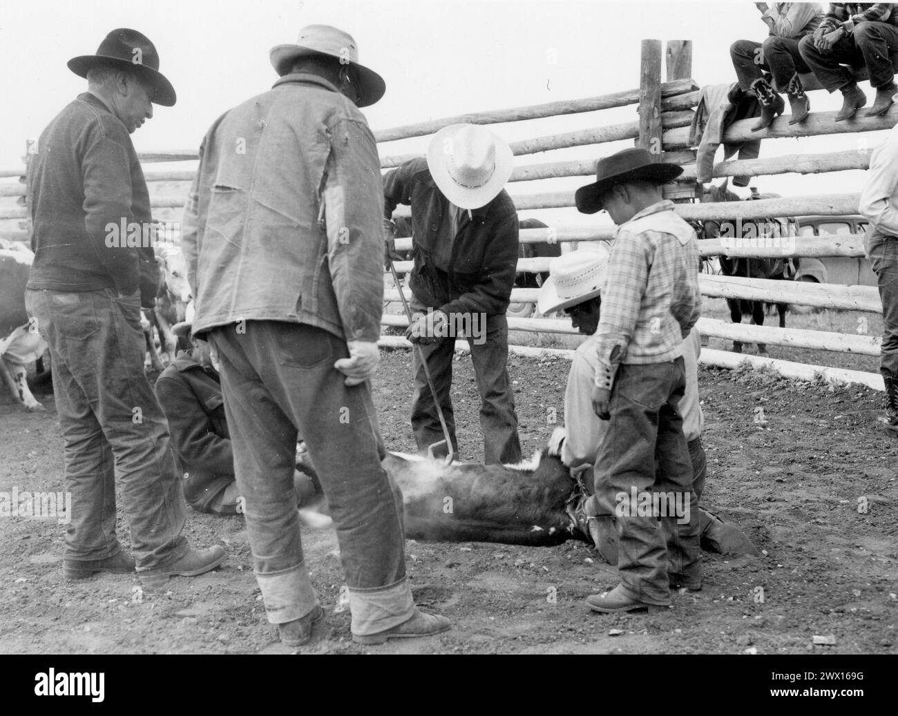 Cowboy in un ranch del Wyoming con il marchio di un vitello in primavera, circa anni '1940 Foto Stock