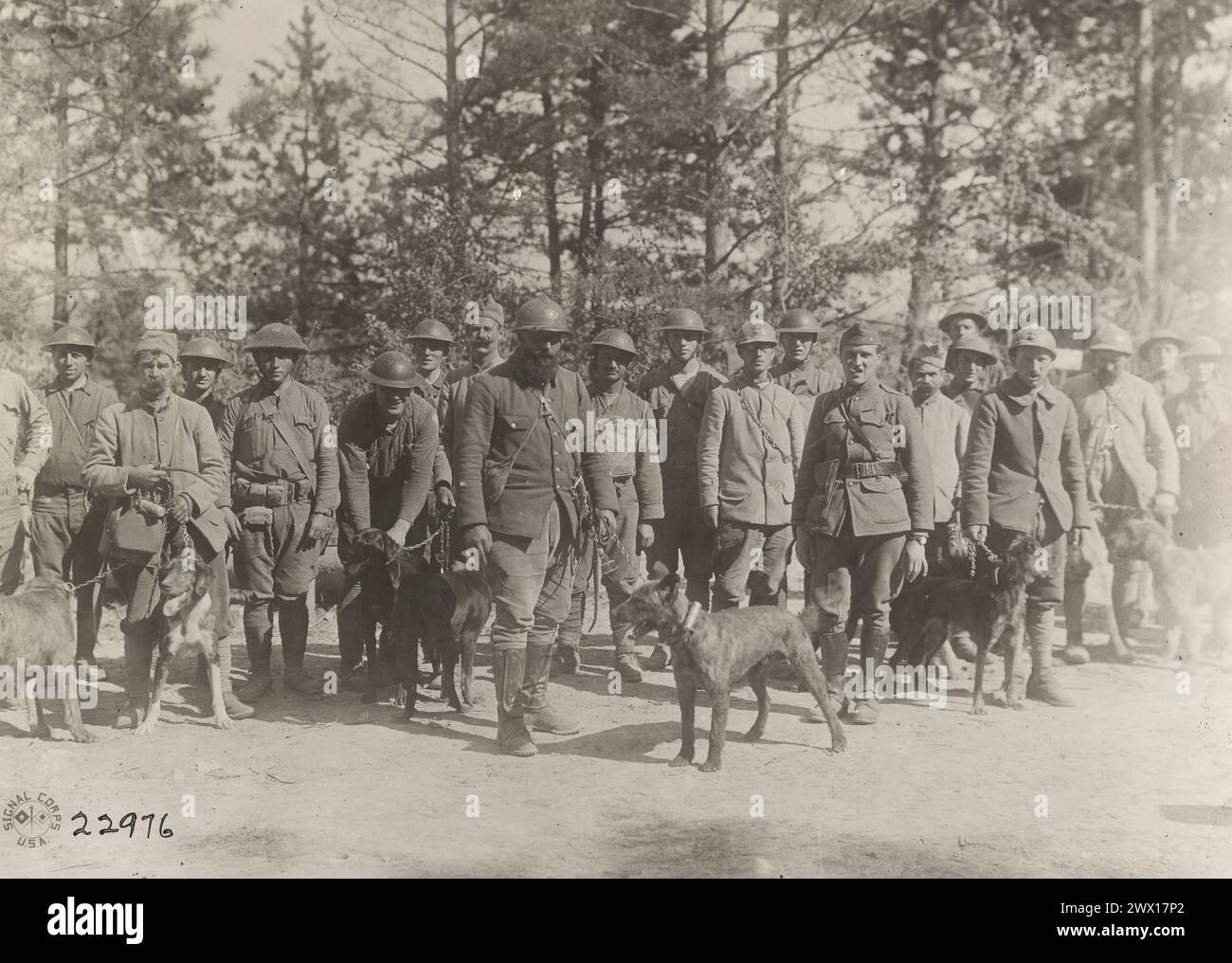 Foto di un gruppo di messaggi che trasportano cani che lavorano con la 77a Divisione presso il quartier generale della Brigata vicino a Blanzy Francia CA. 1918 Foto Stock