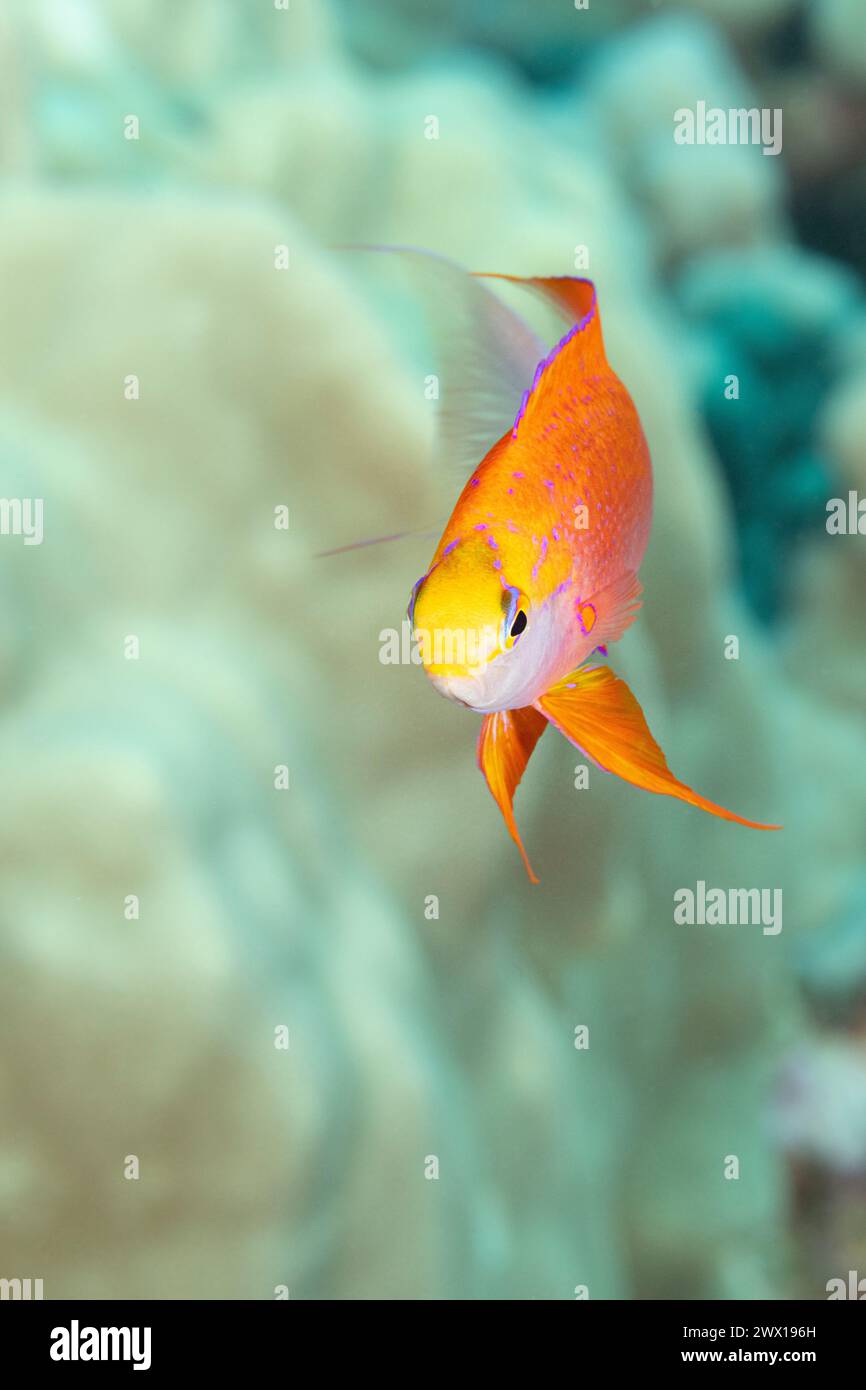 Hawaiian longfin anthias, Pseudanthias hawaiiensis (precedentemente Pseudanthias ventralis hawaiiensis ), maschio, endemico delle isole hawaiiensis, Kona, Hawaii USA Foto Stock