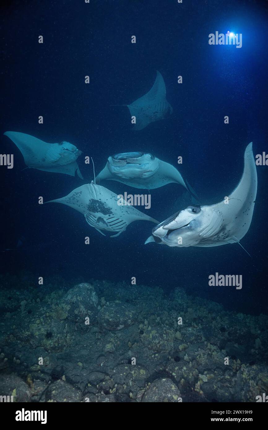Mante della barriera corallina, Mobula alfredi, filtrano il plancton attratto dalle luci di notte su un galleggiante di superficie, Makako Bay, Keahole, Kona, Hawaii Foto Stock