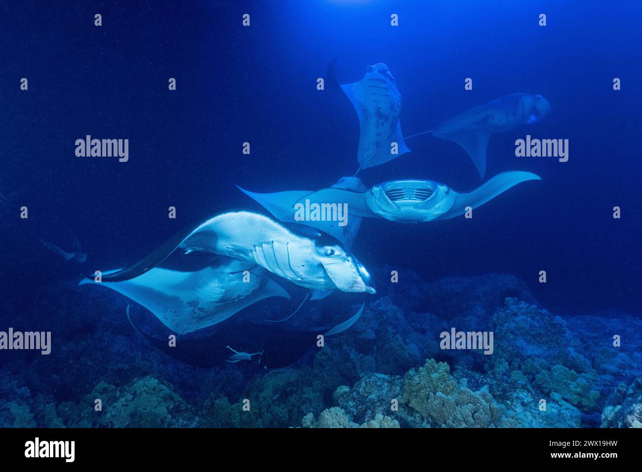 Mante della barriera corallina, Mobula alfredi, filtra il plancton attratto dalle luci di sera per i subacquei e gli amanti dello snorkeling, Makako Bay, Kona, Hawaii Foto Stock