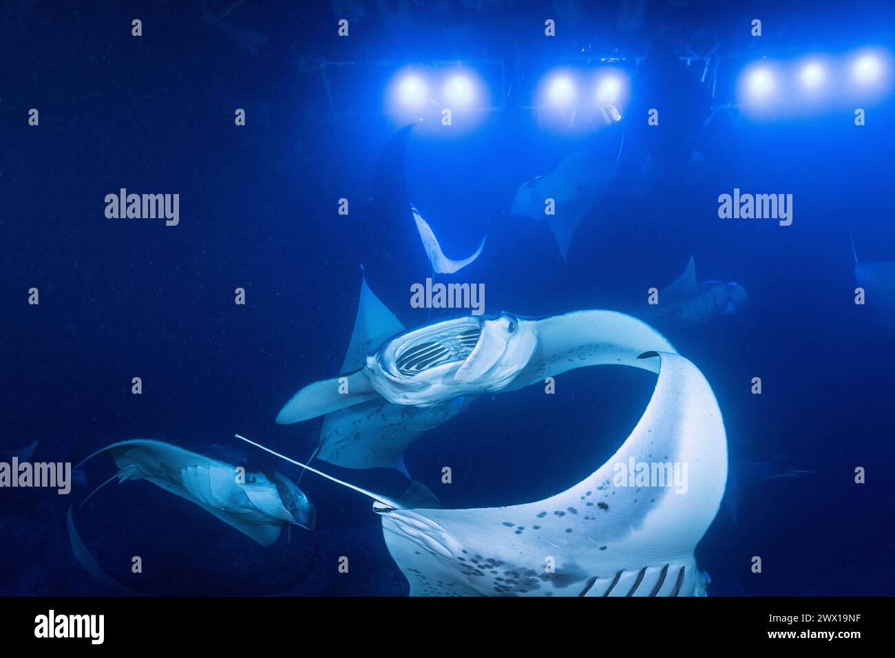 Mante della barriera corallina, Mobula alfredi, filtra il plancton attratto dalle luci che di notte illuminano i carri per gli amanti dello snorkeling, Makako Bay, Kona, Hawaii Foto Stock