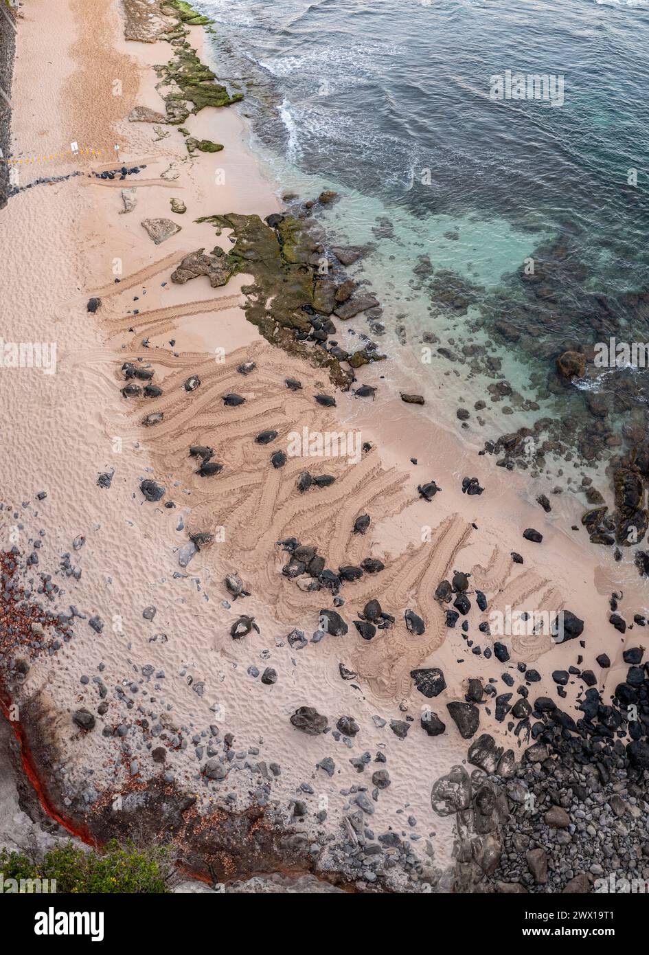 Veduta aerea panoramica composita delle tartarughe verdi di mare, Chelonia mydas ( minacciata ), crogiolarsi sulla spiaggia, mostrando tracce striscianti nella sabbia bagnata, Maui, Hawaii Foto Stock