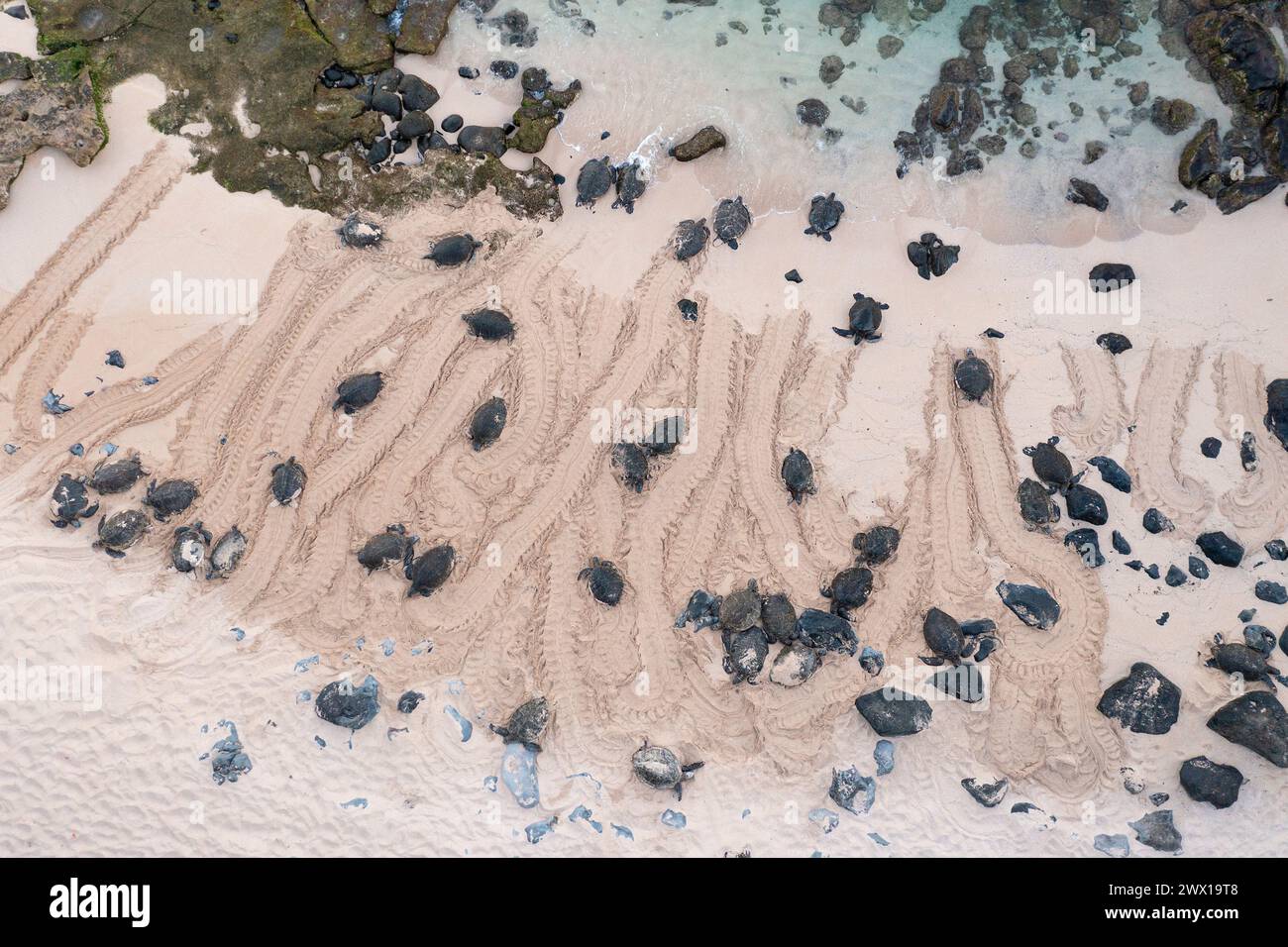 Vista aerea delle tartarughe verdi di mare, Chelonia mydas (specie minacciata), crogiolarsi sulla spiaggia, mostrando strisciare, tracce, al ho'okipa Beach Park, Maui, Hawaii Foto Stock
