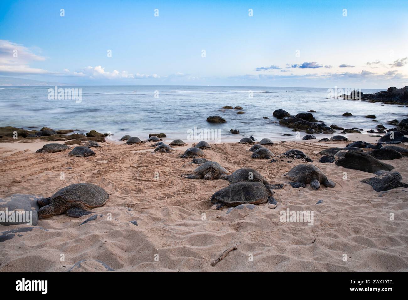 Tartarughe marine verdi, Chelonia mydas (specie minacciata), crogiolarsi sulla spiaggia di ho'okipa Beach Park, Hana Highway, East Maui, Hawaii, USA, oceano Pacifico Foto Stock