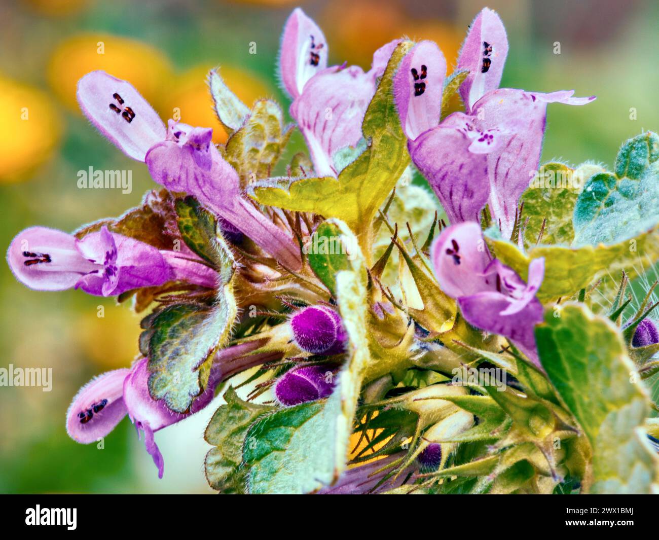 Primo piano di un ortica morta (Lamium purpureum) Foto Stock