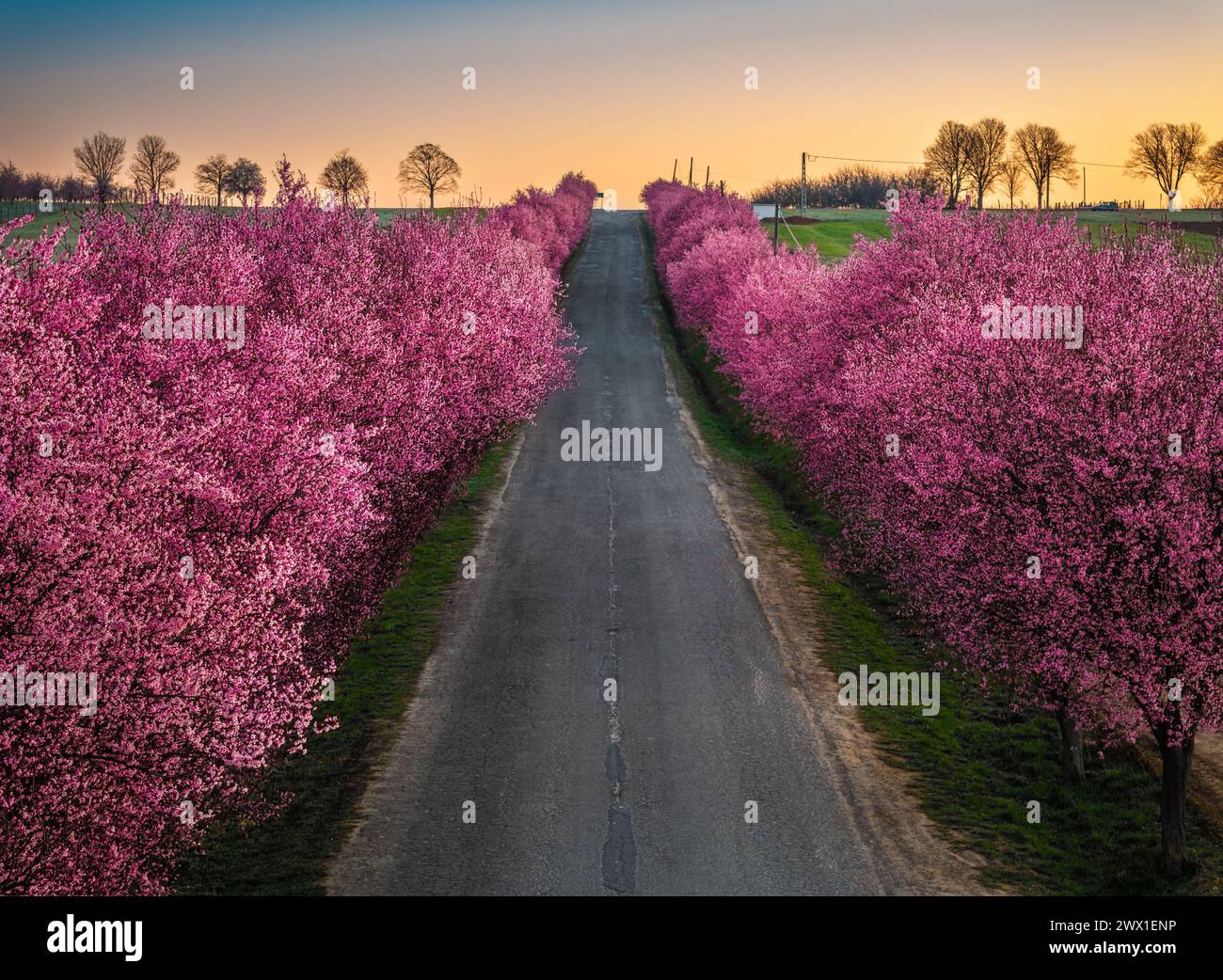 Berkenye, Ungheria - Vista aerea di prugne selvagge rosa in fiore lungo la strada nel villaggio di Berkenye in una mattina di primavera con caldo sole dorato Foto Stock