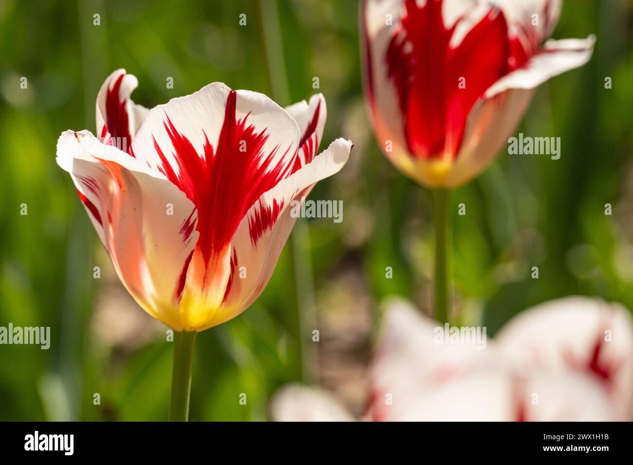 Tulipani in fiore all'Atlanta Botanical Garden di Midtown Atlanta, Georgia. (USA) Foto Stock